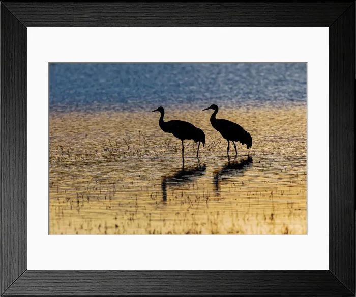 Framed Print : Sandhill cranes silhouetted at sunset. Bosque del Apache National Wildlife Refuge, New Mexico Date: 22-11-2019 Framed Print : Sandhill cranes silhouetted at sunset. Bosque del Apache National Wildlife Refuge, New Mexico Date: 22-11-2019