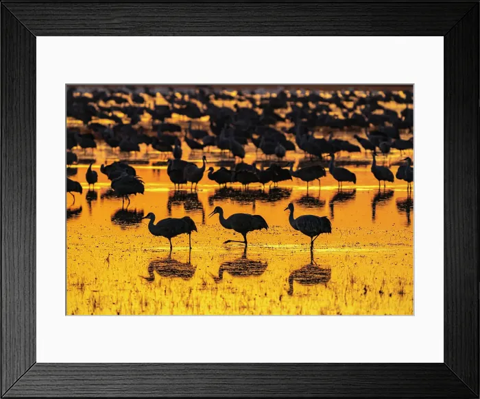 Framed Print : USA, New Mexico, Bosque Del Apache National Wildlife Refuge. Sandhill crane silhouettes in water at sunrise. Date: 20-11-2020 Framed Print : USA, New Mexico, Bosque Del Apache National Wildlife Refuge. Sandhill crane silhouettes in water at sunrise. Date: 20-11-2020