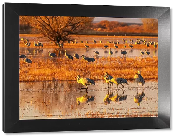 USA, New Mexico, Bosque Del Apache National Wildlife Refuge. Sandhill cranes in water at sunrise. Date: 20-11-2020