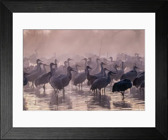 Framed Print : USA, New Mexico, Bernardo Wildlife Management Area. Sandhill cranes and foggy sunrise. Date: 30-12-2020