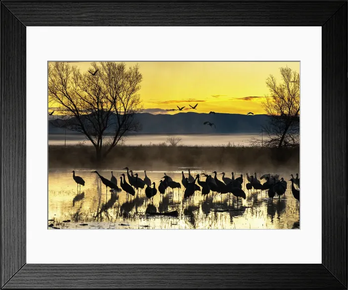 Framed Print : USA, New Mexico, Bernardo Wildlife Management Area. Sandhill cranes in water on foggy sunrise. Date: 30-12-2020 Framed Print : USA, New Mexico, Bernardo Wildlife Management Area. Sandhill cranes in water on foggy sunrise. Date: 30-12-2020