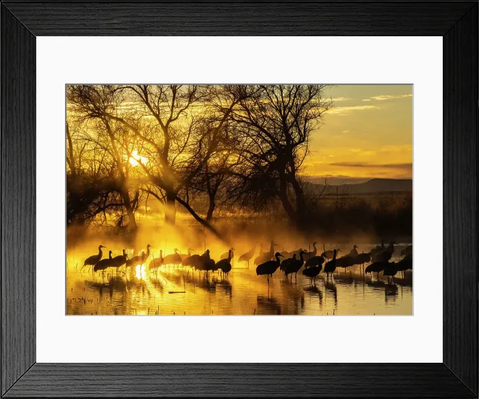 Framed Print : USA, New Mexico, Bernardo Wildlife Management Area. Sandhill cranes in water on foggy sunrise. Date: 30-12-2020 Framed Print : USA, New Mexico, Bernardo Wildlife Management Area. Sandhill cranes in water on foggy sunrise. Date: 30-12-2020