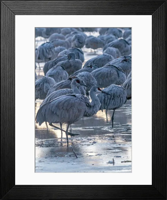 Framed Print : USA, New Mexico, Bernardo Wildlife Management Area. Sandhill cranes in icy water on foggy sunrise. Date: 12-01-2021 Framed Print : USA, New Mexico, Bernardo Wildlife Management Area. Sandhill cranes in icy water on foggy sunrise. Date: 12-01-2021