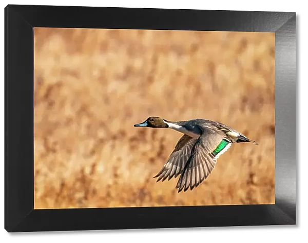 USA, New Mexico, Bosque del Apache National Wildlife Refuge. Pintail duck drake in flight. Date: 29-11-2020
