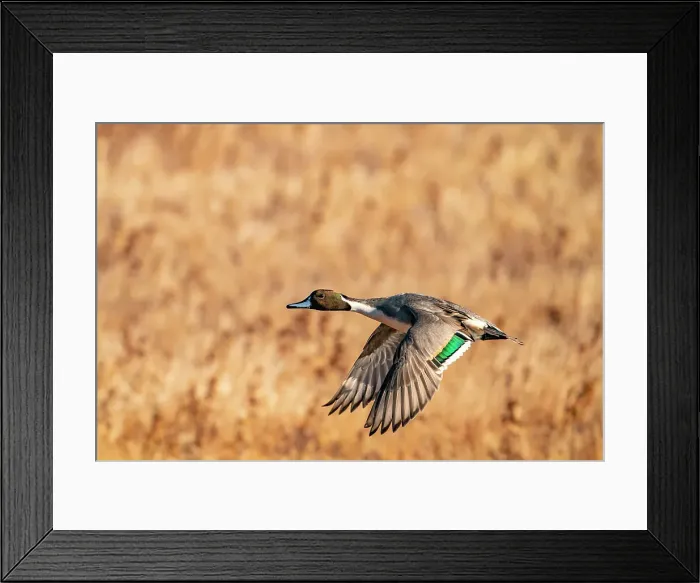 Framed Print : USA, New Mexico, Bosque del Apache National Wildlife Refuge. Pintail duck drake in flight. Date: 29-11-2020 Framed Print : USA, New Mexico, Bosque del Apache National Wildlife Refuge. Pintail duck drake in flight. Date: 29-11-2020
