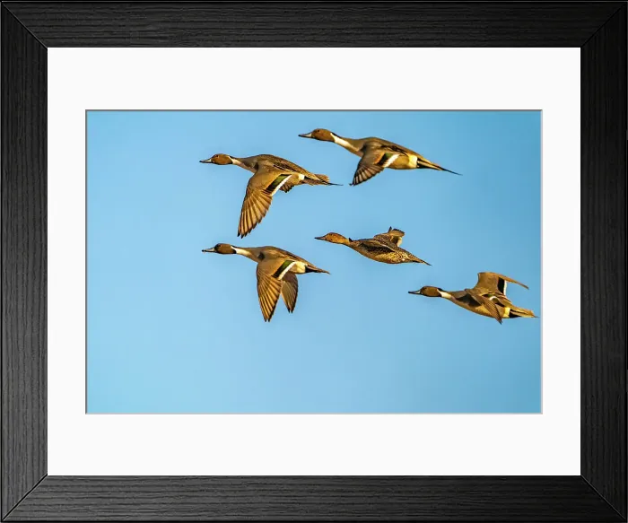 Framed Print : USA, New Mexico, Bosque del Apache National Wildlife Refuge. Pintail duck males and female in flight. Date: 29-11-2020 Framed Print : USA, New Mexico, Bosque del Apache National Wildlife Refuge. Pintail duck males and female in flight. Date: 29-11-2020