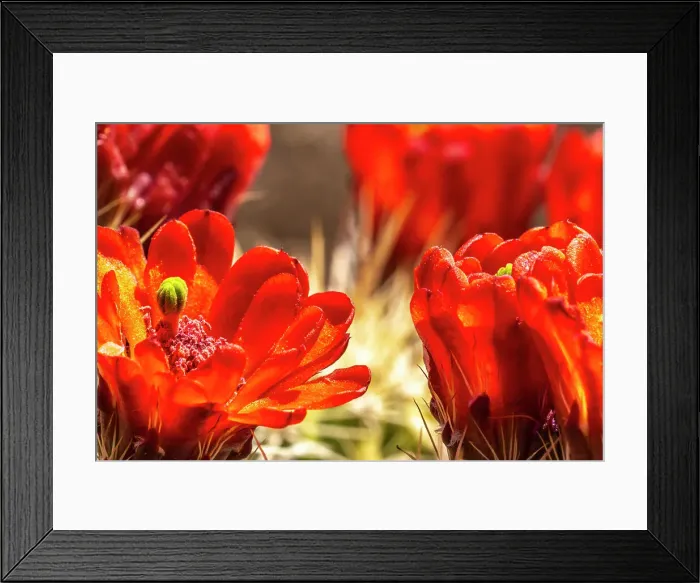 Framed Print : USA, New Mexico, Sandia Mountains. Claret-cup cactus blossoms. Date: 08-05-2021 Framed Print : USA, New Mexico, Sandia Mountains. Claret-cup cactus blossoms. Date: 08-05-2021