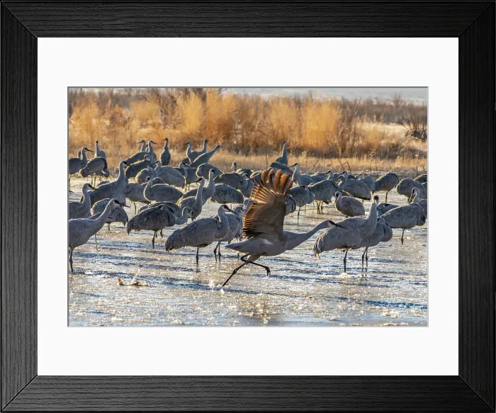 Framed Print : USA, New Mexico, Bernardo Wildlife Management Area. Sandhill cranes at dawn in partially frozen pond. Date: 27-01-2021 Framed Print : USA, New Mexico, Bernardo Wildlife Management Area. Sandhill cranes at dawn in partially frozen pond. Date: 27-01-2021