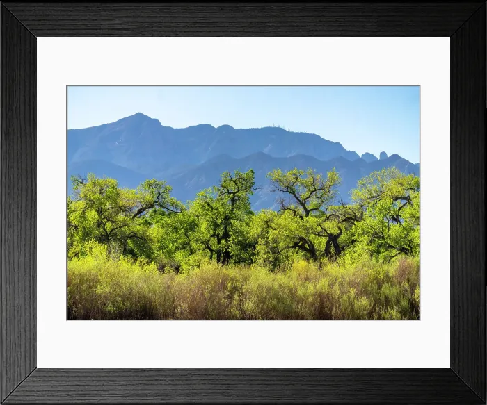 Framed Print : USA, New Mexico. Sandia Mountains and cottonwood trees in early spring. Date: 01-05-2021 Framed Print : USA, New Mexico. Sandia Mountains and cottonwood trees in early spring. Date: 01-05-2021