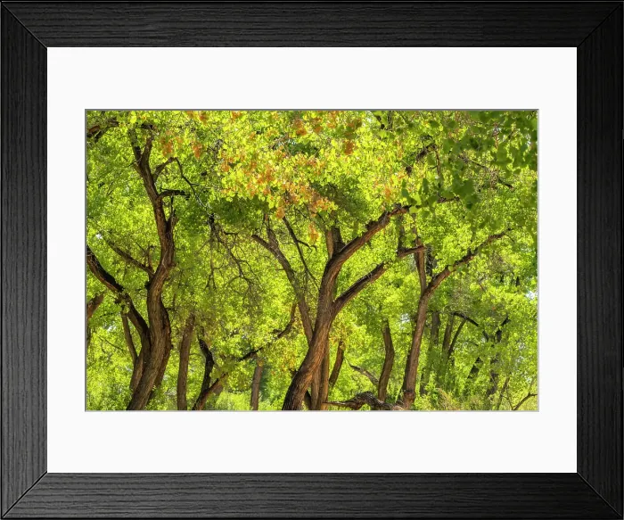 Framed Print : USA, New Mexico, Rio Rancho Bosque. Cottonwood trees backlit in spring. Date: 19-05-2021 Framed Print : USA, New Mexico, Rio Rancho Bosque. Cottonwood trees backlit in spring. Date: 19-05-2021