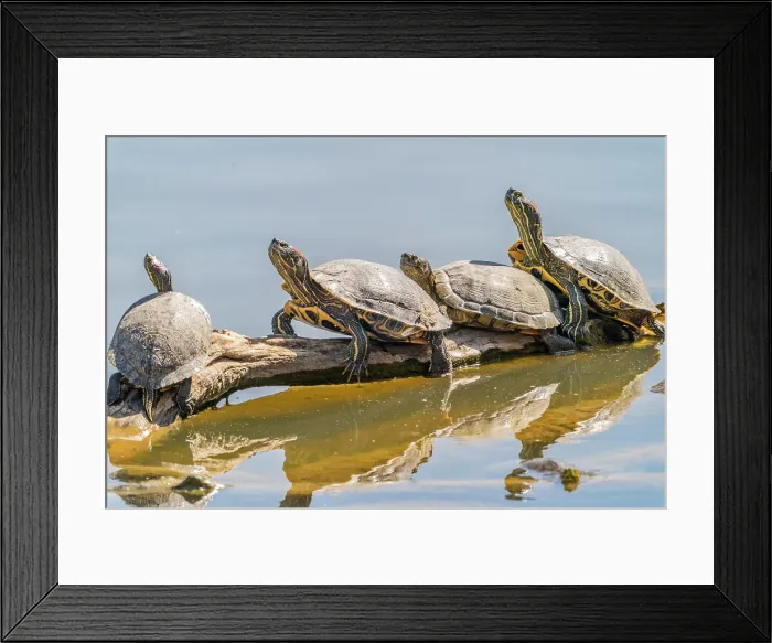 Framed Print : USA, New Mexico, Rio Grande Nature Center State Park. Red-eared slider turtles resting on log. Date: 14-04-2021 Framed Print : USA, New Mexico, Rio Grande Nature Center State Park. Red-eared slider turtles resting on log. Date: 14-04-2021