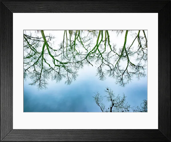 Framed Print : Santa Fe, New Mexico, USA. Old oak tree branches in water Date: 21-01-2020 Framed Print : Santa Fe, New Mexico, USA. Old oak tree branches in water Date: 21-01-2020