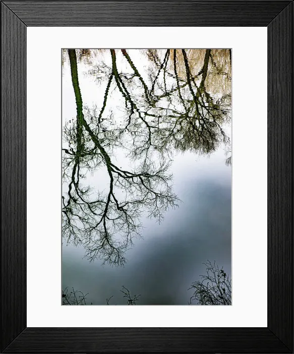 Framed Print : Sunrise Springs, Santa Fe, New Mexico, USA. Tree and water reflection Date: 21-01-2020 Framed Print : Sunrise Springs, Santa Fe, New Mexico, USA. Tree and water reflection Date: 21-01-2020
