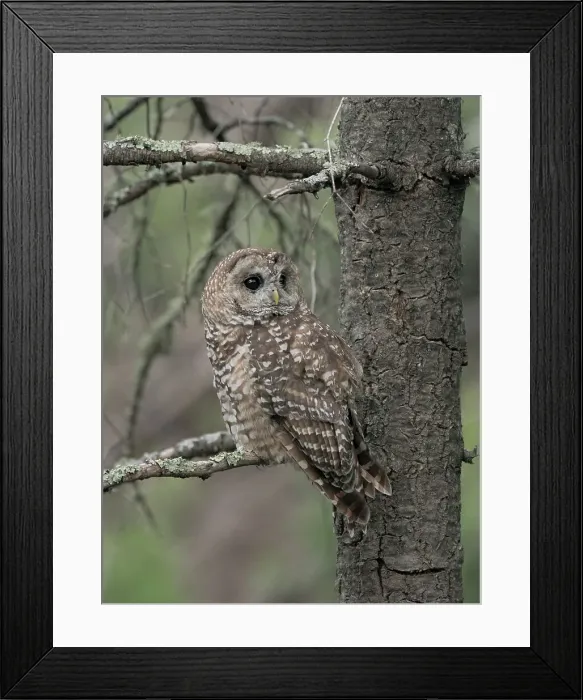 Framed Print : Just before dusk the male Mexican Spotted owl perching near female after a year of unsuccessful nesting, possibly due to the drought of the past year. Date: 13-07-2021 Framed Print : Just before dusk the male Mexican Spotted owl perching near female after a year of unsuccessful nesting, possibly due to the drought of the past year. Date: 13-07-2021