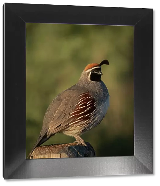 Gambel's quail, Bosque del Apache National Wildlife Refuge, New Mexico Date: 05-05-2021