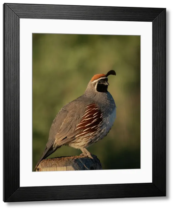 Framed Print : Gambel's quail, Bosque del Apache National Wildlife Refuge, New Mexico Date: 05-05-2021 Framed Print : Gambel's quail, Bosque del Apache National Wildlife Refuge, New Mexico Date: 05-05-2021