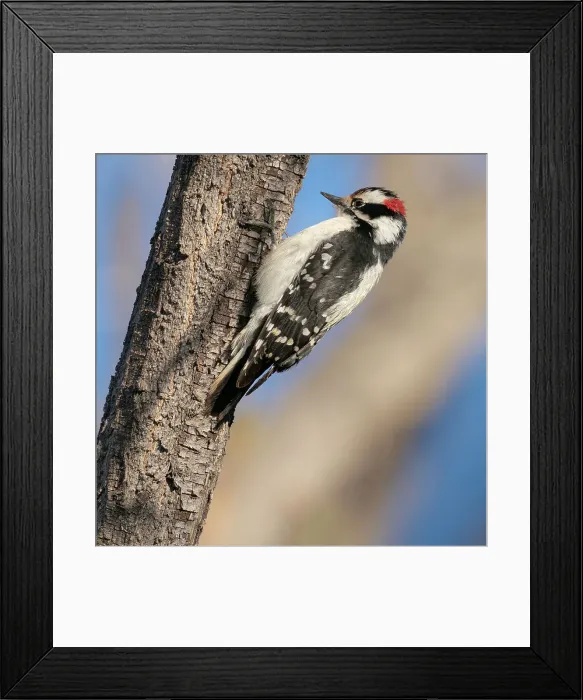 Framed Print : Hairy woodpecker, Ojito de San Antonio trail, New Mexico Date: 16-04-2021 Framed Print : Hairy woodpecker, Ojito de San Antonio trail, New Mexico Date: 16-04-2021
