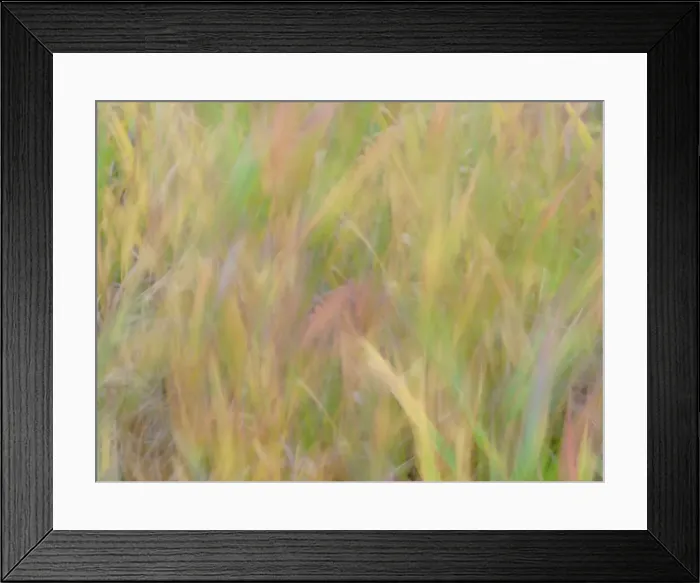 Framed Print : Fall grasses on 10K Trail, Sandia mountains, New Mexico Date: 09-10-2021 Framed Print : Fall grasses on 10K Trail, Sandia mountains, New Mexico Date: 09-10-2021