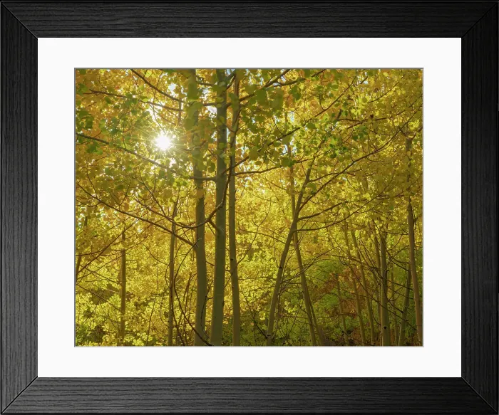 Framed Print : Looking up through the understory of the quaking aspen, fall season, Sandia Mountains, Cibola National Forest, New Mexico Date: 09-10-2021 Framed Print : Looking up through the understory of the quaking aspen, fall season, Sandia Mountains, Cibola National Forest, New Mexico Date: 09-10-2021