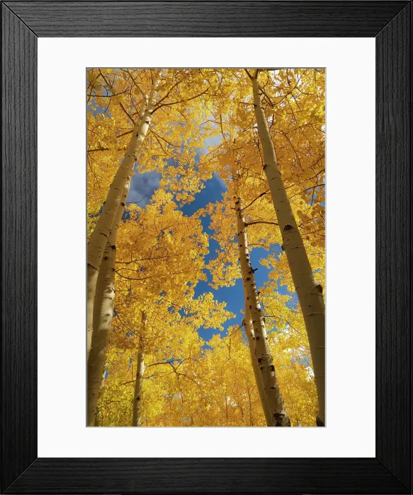Framed Print : Quaking aspen, fall season, Sandia Mountains, Cibola National Forest, New Mexico Date: 09-10-2021 Framed Print : Quaking aspen, fall season, Sandia Mountains, Cibola National Forest, New Mexico Date: 09-10-2021