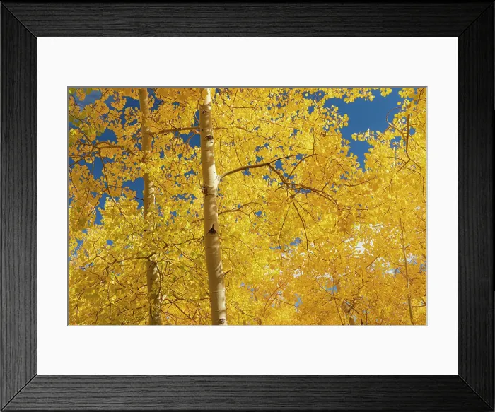 Framed Print : Fall leaf on the 10K Trail, Sandia mountains, New Mexico Date: 09-10-2021 Framed Print : Fall leaf on the 10K Trail, Sandia mountains, New Mexico Date: 09-10-2021