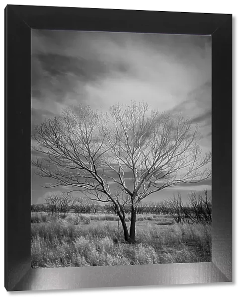 Trees after a control burn for eastern red cedar, Bosque del Apache, New Mexico Date: 10-06-2021
