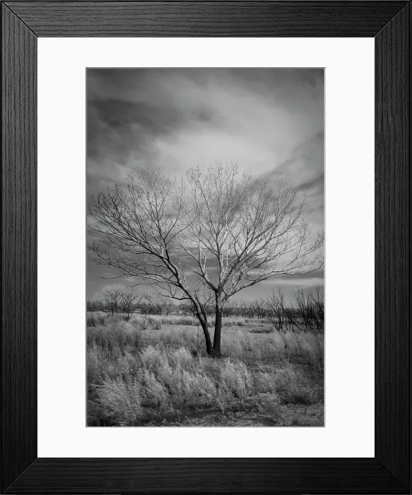 Framed Print : Trees after a control burn for eastern red cedar, Bosque del Apache, New Mexico Date: 10-06-2021 Framed Print : Trees after a control burn for eastern red cedar, Bosque del Apache, New Mexico Date: 10-06-2021