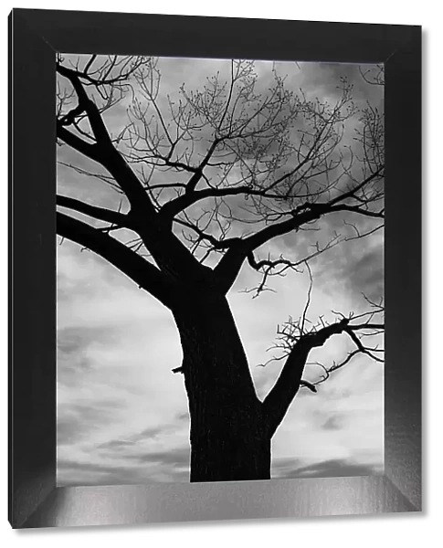 Trees of Bosque series, after a control burn for eastern red cedar, Bosque del Apache, New Mexico Date: 10-06-2021