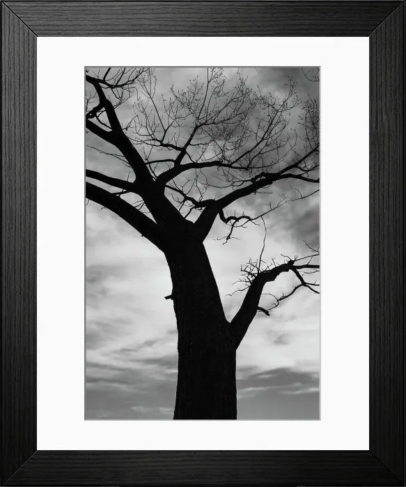 Framed Print : Trees of Bosque series, after a control burn for eastern red cedar, Bosque del Apache, New Mexico Date: 10-06-2021 Framed Print : Trees of Bosque series, after a control burn for eastern red cedar, Bosque del Apache, New Mexico Date: 10-06-2021