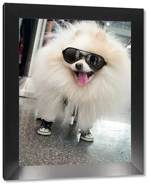 New York City, New York, USA. Small fluffy dog wearing sneakers and sunglasses. Date: 30-09-2018