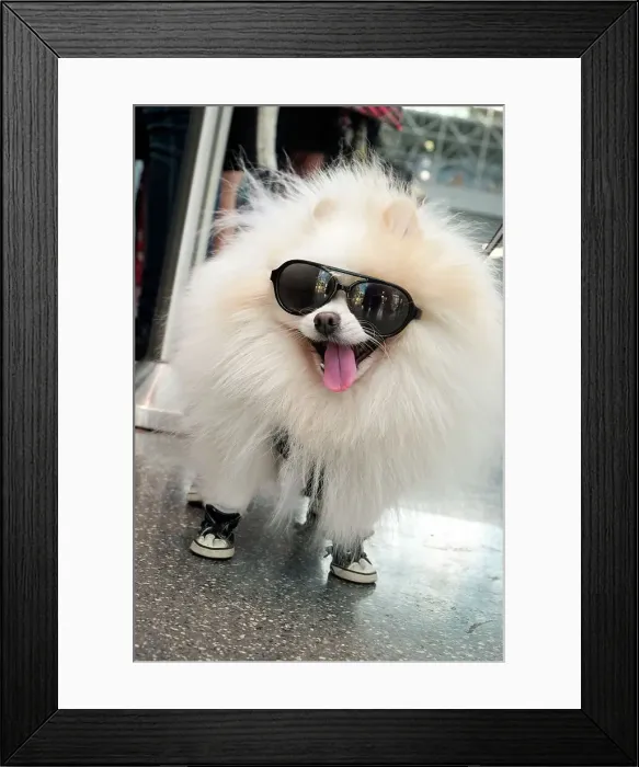 Framed Print : New York City, New York, USA. Small fluffy dog wearing sneakers and sunglasses. Date: 30-09-2018 Framed Print : New York City, New York, USA. Small fluffy dog wearing sneakers and sunglasses. Date: 30-09-2018