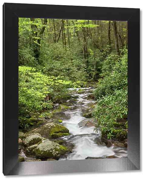 Cascading mountain stream, Great Smoky Mountains National Park, Tennessee, North Carolina Date: 04-05-2021