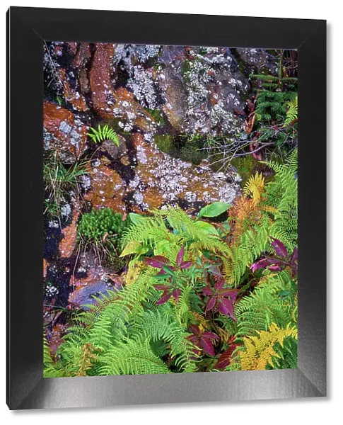 Ferns by rockface, Blue Ridge Parkway, Smoky Mountains, USA. Date: 30-09-2018