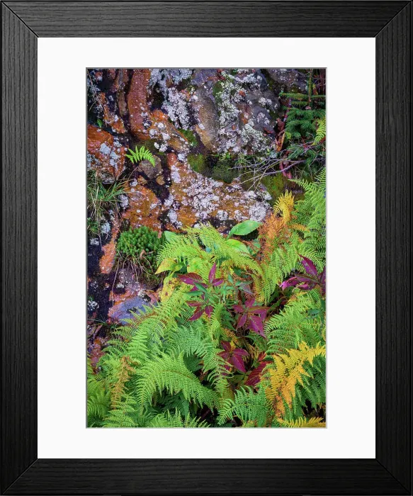 Framed Print : Ferns by rockface, Blue Ridge Parkway, Smoky Mountains, USA. Date: 30-09-2018