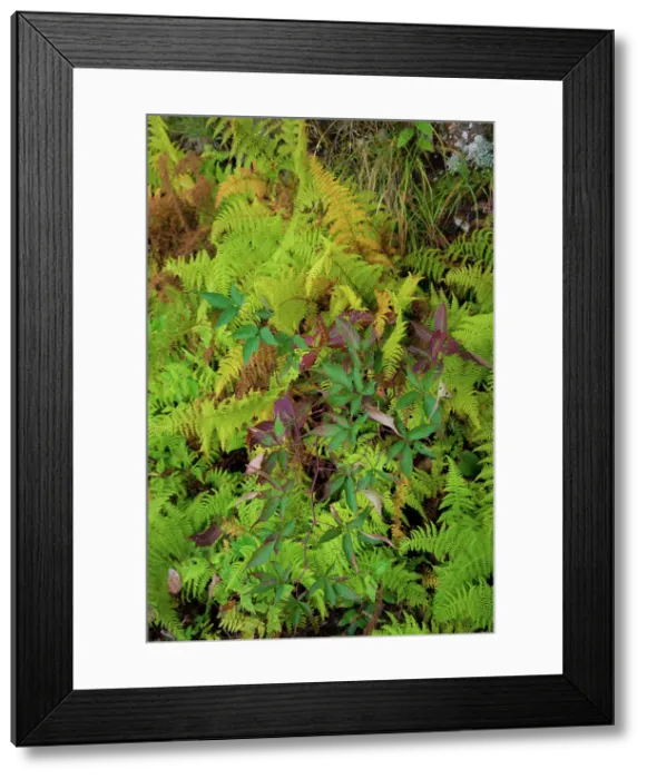 Framed Print : Ferns, Blue Ridge Parkway, Smoky Mountains, USA. Date: 30-09-2018 Framed Print : Ferns, Blue Ridge Parkway, Smoky Mountains, USA. Date: 30-09-2018
