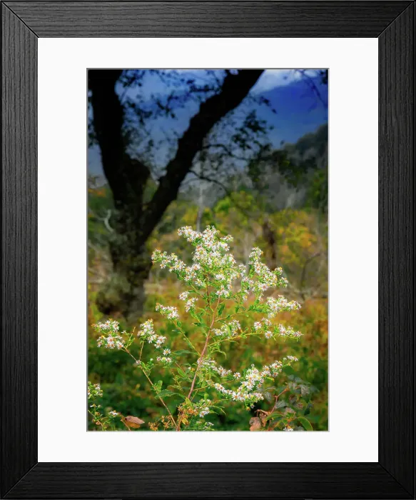 Framed Print : Wild asters, Blue Ridge Parkway, Smoky Mountains, USA. Date: 30-09-2018 Framed Print : Wild asters, Blue Ridge Parkway, Smoky Mountains, USA. Date: 30-09-2018