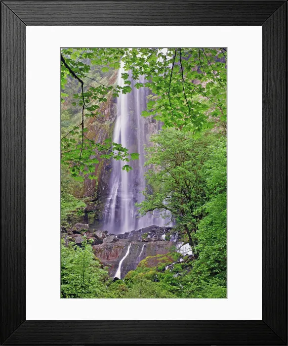 Framed Print : Silver Falls, Golden and Silver Falls State Natural Area, Oregon Date: 06-06-2009 Framed Print : Silver Falls, Golden and Silver Falls State Natural Area, Oregon Date: 06-06-2009