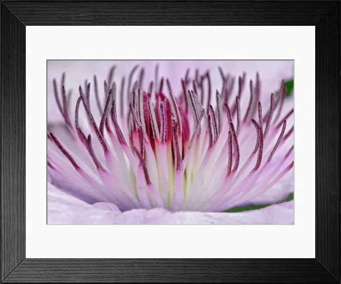Framed Print : Close-up of clematis flower, Schreiner Iris Gardens, Salem, Oregon Date: 08-06-2009 Framed Print : Close-up of clematis flower, Schreiner Iris Gardens, Salem, Oregon Date: 08-06-2009