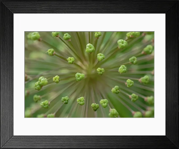 Framed Print : Flower pattern, Schreiner Iris Gardens, Salem, Oregon Date: 08-06-2009 Framed Print : Flower pattern, Schreiner Iris Gardens, Salem, Oregon Date: 08-06-2009