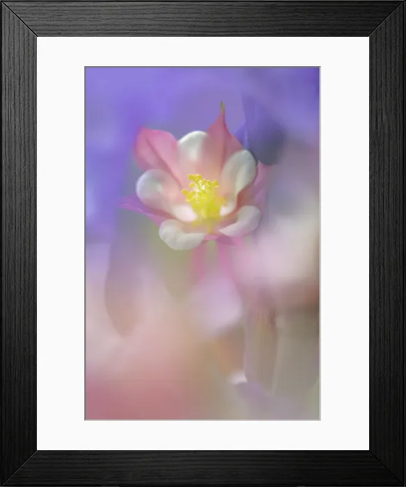 Framed Print : Soft focus Columbine flower, Salem, Oregon Date: 08-06-2009 Framed Print : Soft focus Columbine flower, Salem, Oregon Date: 08-06-2009