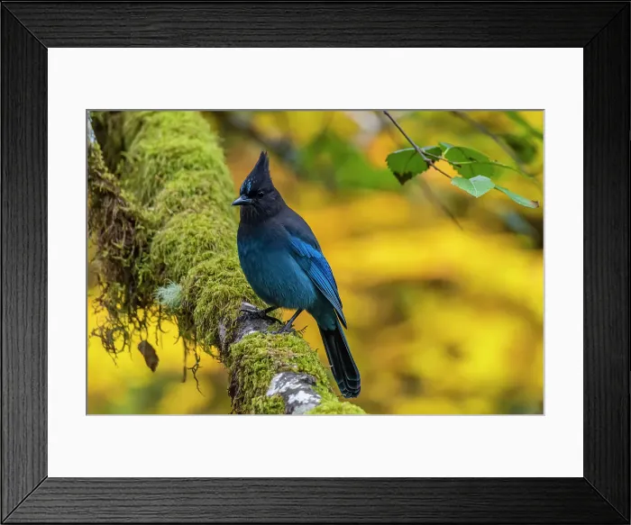 Framed Print : USA, Oregon, Silver Falls State Park. Steller's jay on branch. Date: 18-10-2021 Framed Print : USA, Oregon, Silver Falls State Park. Steller's jay on branch. Date: 18-10-2021