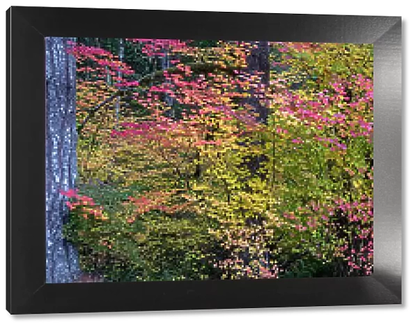 USA, Oregon, Silver Falls State Park. Autumn forest panoramic. Date: 19-10-2021