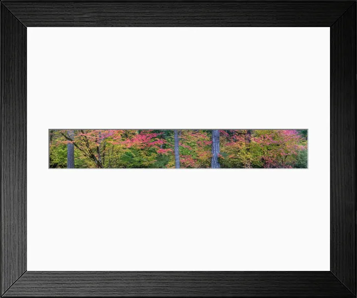 Framed Print : USA, Oregon, Silver Falls State Park. Autumn forest panoramic. Date: 19-10-2021 Framed Print : USA, Oregon, Silver Falls State Park. Autumn forest panoramic. Date: 19-10-2021