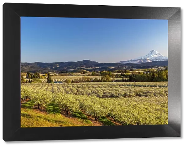 Fruit orchards in full bloom with Mount Hood in Hood River, Oregon, USA Date: 17-04-2021