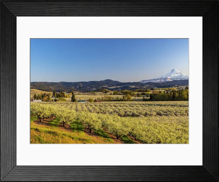Framed Print : Fruit orchards in full bloom with Mount Hood in Hood River, Oregon, USA Date: 17-04-2021 Framed Print : Fruit orchards in full bloom with Mount Hood in Hood River, Oregon, USA Date: 17-04-2021