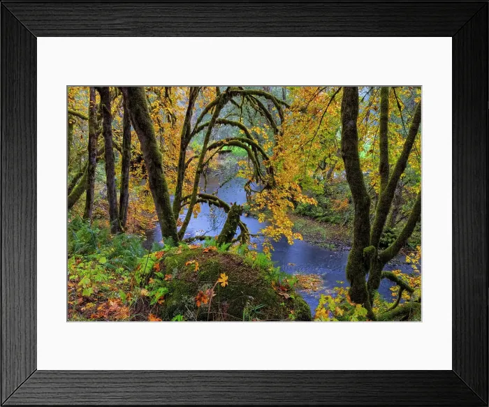 Framed Print : Colorful autumn maples along Humbug Creek in Clatsop County, Oregon, USA Date: 17-10-2021 Framed Print : Colorful autumn maples along Humbug Creek in Clatsop County, Oregon, USA Date: 17-10-2021