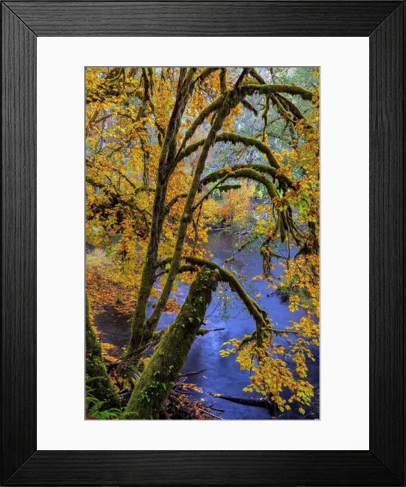 Framed Print : Colorful autumn maples along Humbug Creek in Clatsop County, Oregon, USA Date: 17-10-2021 Framed Print : Colorful autumn maples along Humbug Creek in Clatsop County, Oregon, USA Date: 17-10-2021