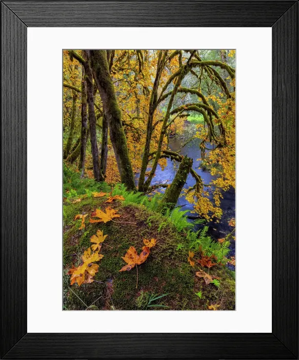 Framed Print : Colorful autumn maples along Humbug Creek in Clatsop County, Oregon, USA Date: 17-10-2021 Framed Print : Colorful autumn maples along Humbug Creek in Clatsop County, Oregon, USA Date: 17-10-2021