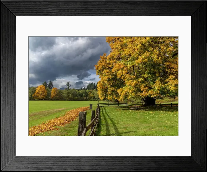 Framed Print : Maple tree and fence at Jewell Meadows Wildlife Area near Jewell, Oregon, USA Date: 22-10-2021 Framed Print : Maple tree and fence at Jewell Meadows Wildlife Area near Jewell, Oregon, USA Date: 22-10-2021