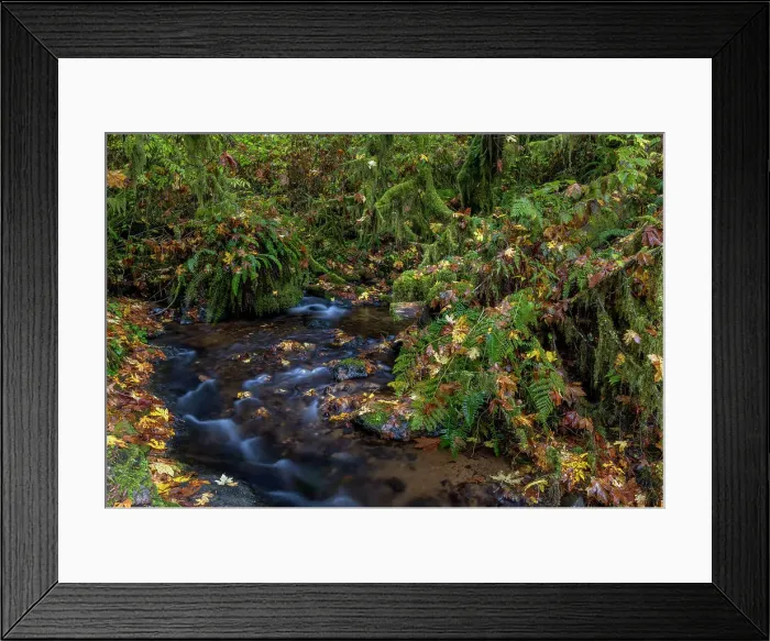 Framed Print : Munson Creek Falls State Natural Site in autumn near Tillamook, Oregon, USA Date: 21-10-2021 Framed Print : Munson Creek Falls State Natural Site in autumn near Tillamook, Oregon, USA Date: 21-10-2021